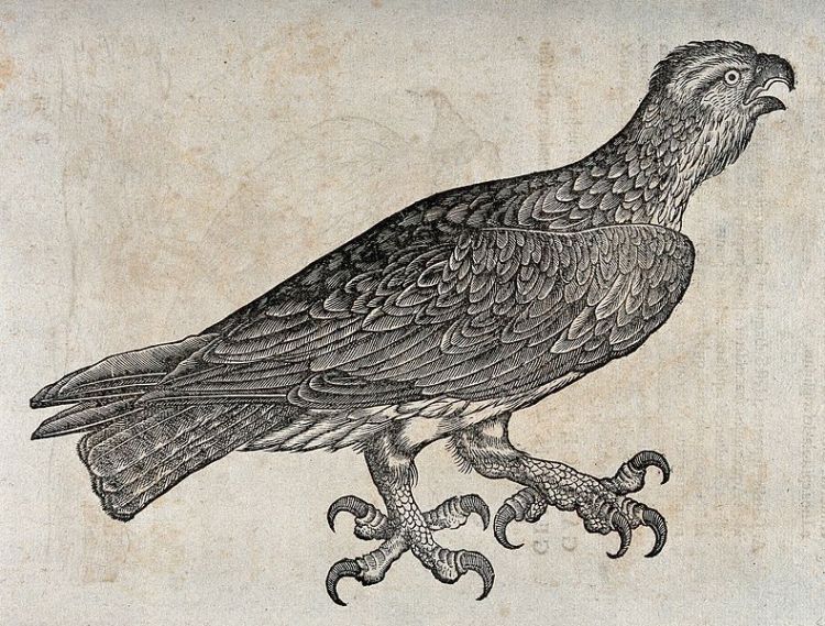 An_eagle._Woodcut_after_C._Gessner._Wellcome_V0021186